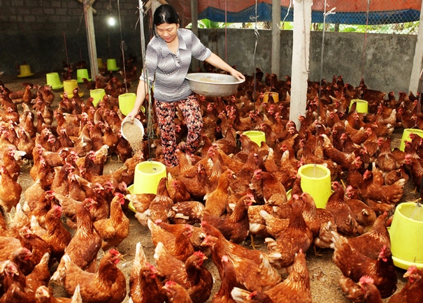 Xu hướng chăn nuôi gà đẻ trứng theo kiểu lồng tự do  ưu và nhược điểm   CHĂN NUÔI VIỆT NAM