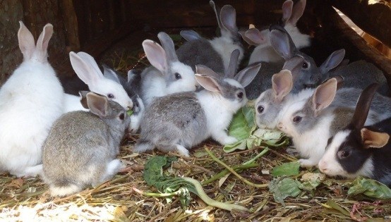 chăn nuôi thỏ
