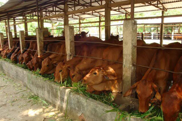 chuồng trại trong mô hình chăn nuôi bò