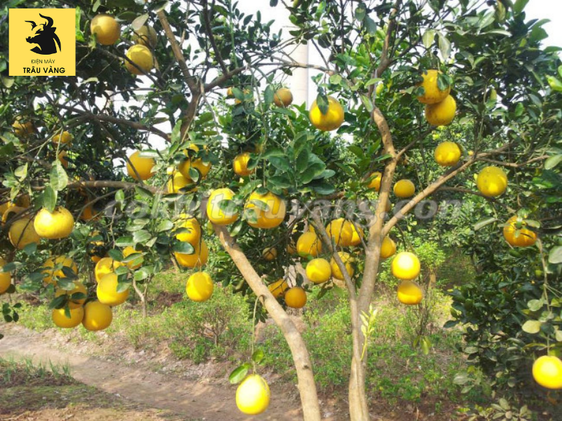 mô hình trồng cây ăn quả bưởi diễn