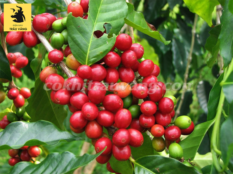 trồng cà phê