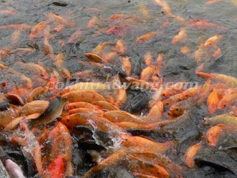 nuôi trồng thủy sản công nghệ cao đột phá về năng suất chất lượng  Cá  giống Trường phát  TP AQUA GROUP