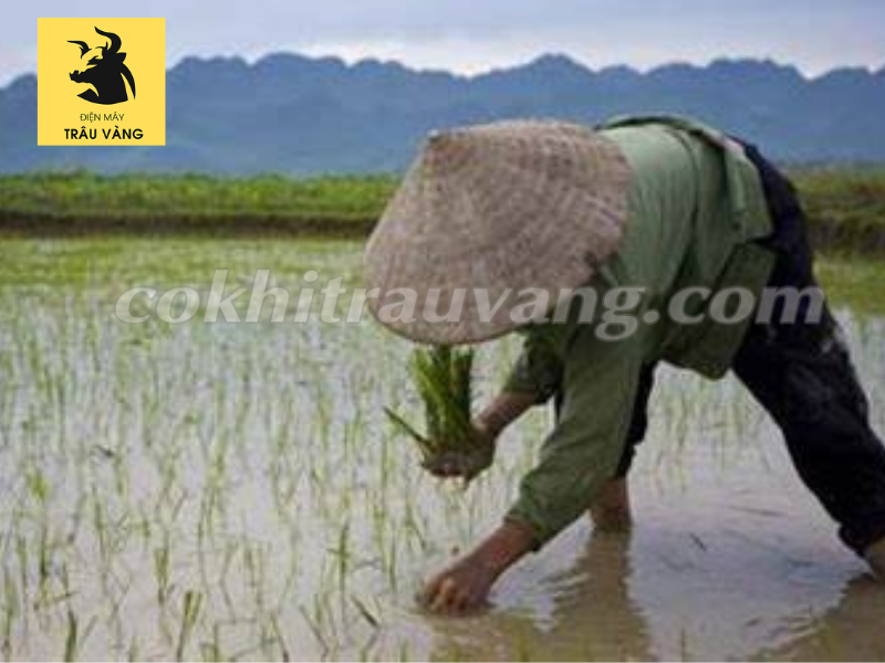 Quy trình trồng lúa nước