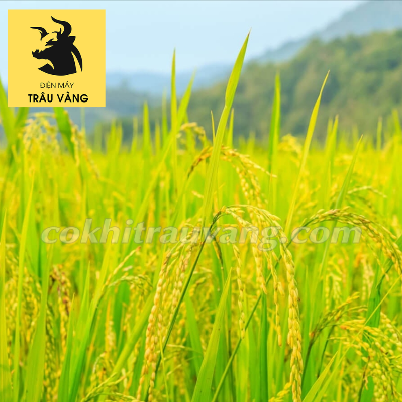 hệ thống xay xát lúa gạo