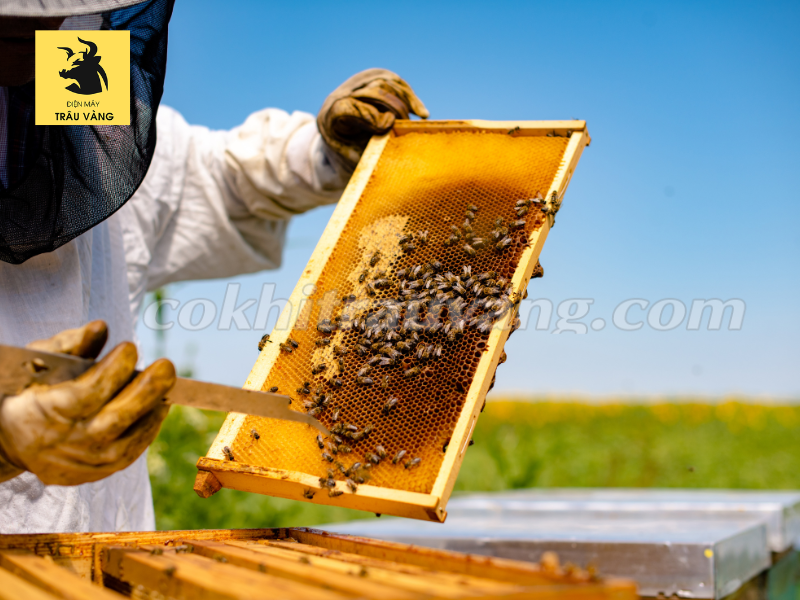 nuôi ong kiếm tiền