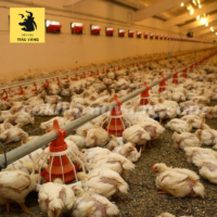 Mô hình kinh doanh trang trại nuôi gà hiệu quả cao 2023